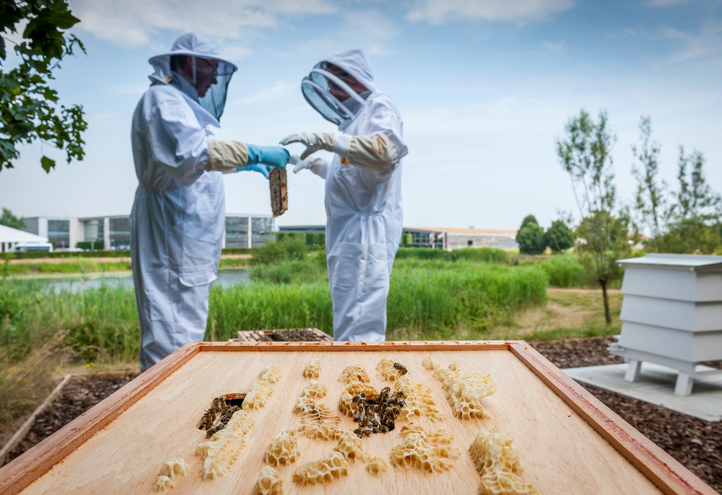 Rolls-Royce is helping to save the English honey bees at the Home of  Rolls-Royce in Goodwood