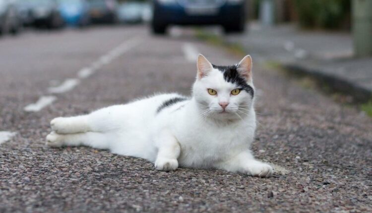 No Cat Left Behind: Calls to Change Hit and Run Laws